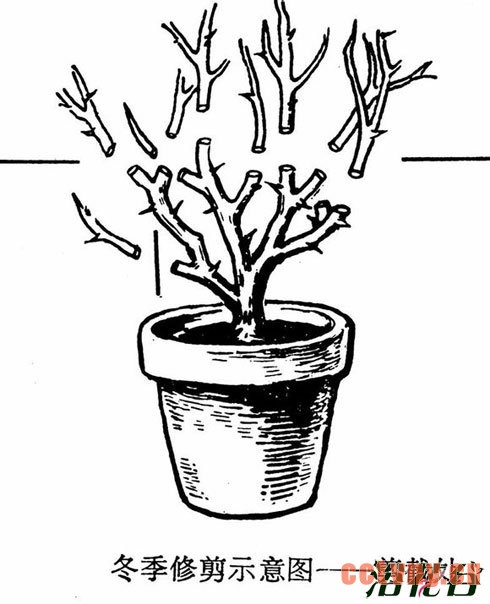月季花修剪(图)