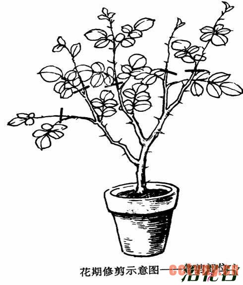 月季花修剪(图)
