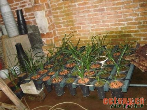 兰花通风不能过度