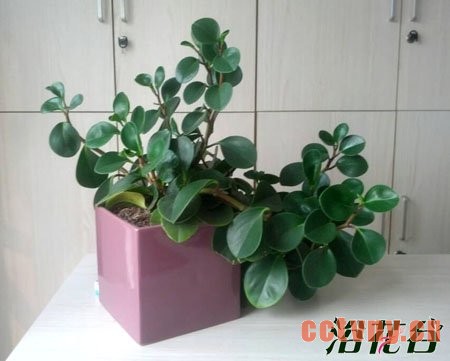 电脑宝贝怎么养