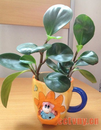 电脑宝贝怎么养