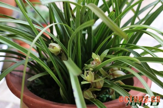 兰花的养殖方法(两年的总结)