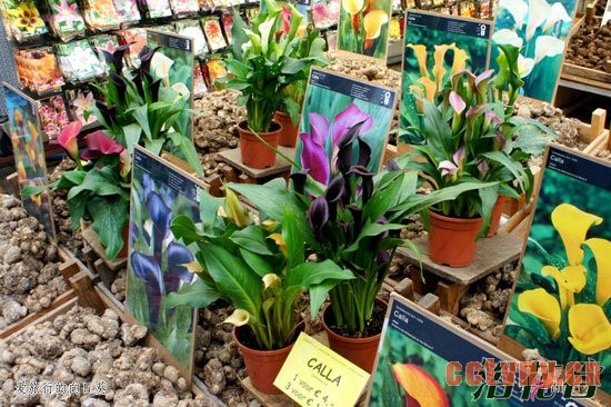 彩色马蹄莲花后怎么处理