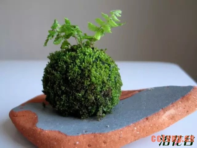 苔玉制作的方法及创意欣赏