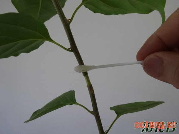 山茶花怎么繁殖（图）