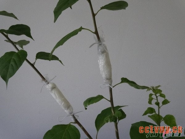 山茶花怎么繁殖（图）