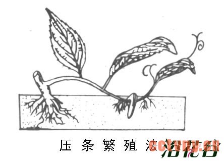 山茶花怎么繁殖（图）