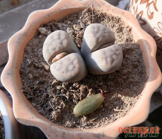 生石花多久开花