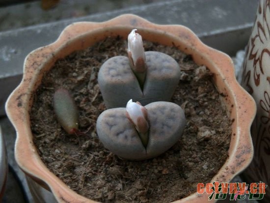 生石花多久开花