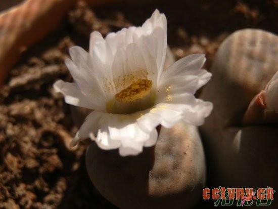 生石花多久开花
