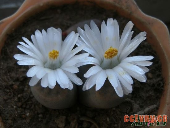 生石花多久开花