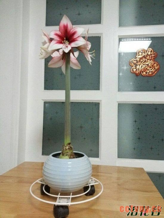 朱顶红开花后怎么处理