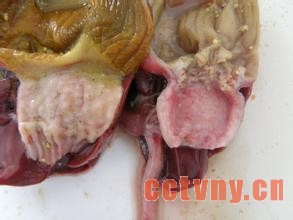 腺胃炎2