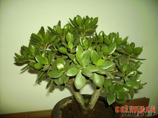 玉树适合室内养吗(客观分析)