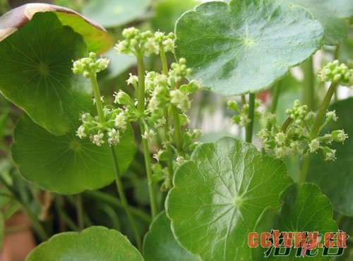 铜钱草开花了怎么办