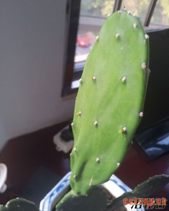 仙人掌扦插方法