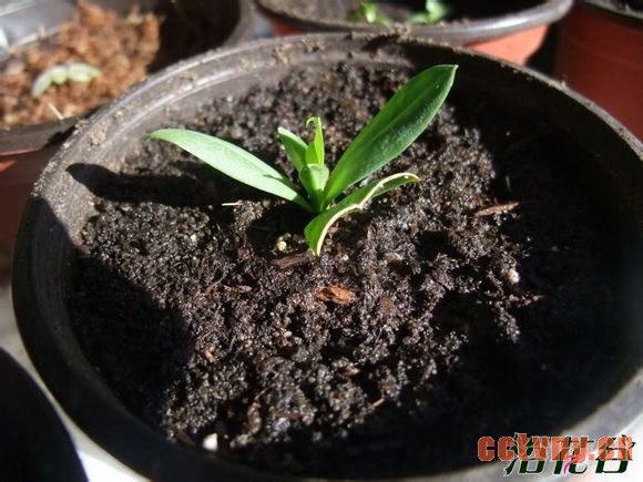 洋桔梗扦插(图)