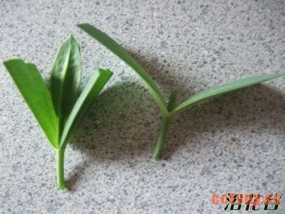 洋桔梗扦插(图)