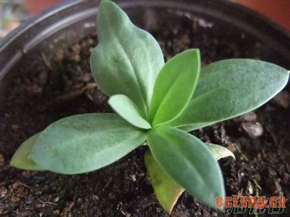 洋桔梗扦插(图)