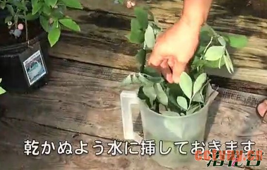 蓝莓扦插繁殖(图文)