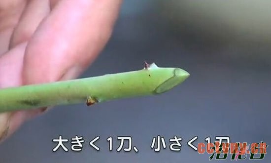 蓝莓扦插繁殖(图文)