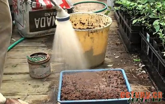 蓝莓扦插繁殖(图文)