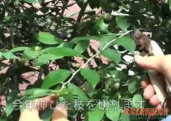 蓝莓扦插繁殖(图文)