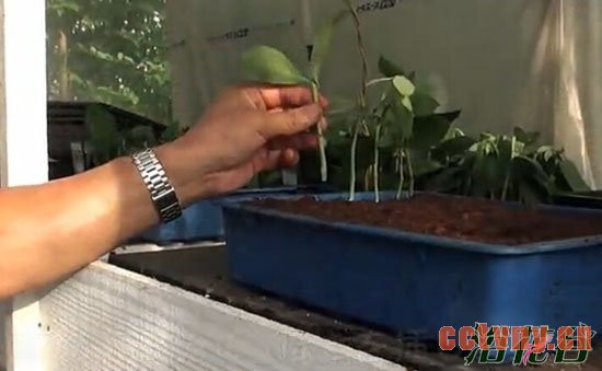 蓝莓扦插繁殖(图文)