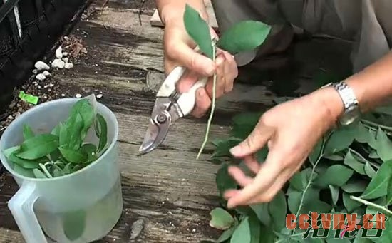 蓝莓扦插繁殖(图文)