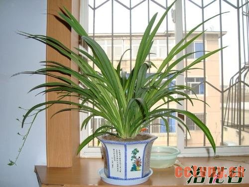 吊兰能晒太阳吗