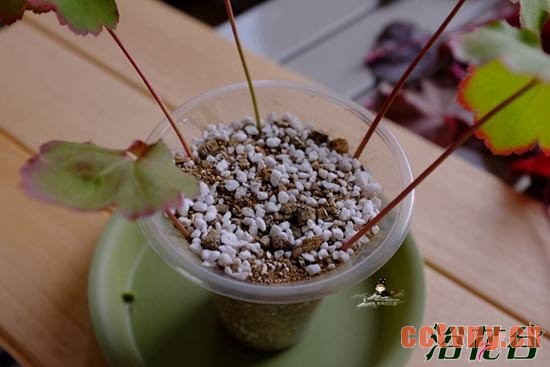 矾根扦插繁殖之叶插