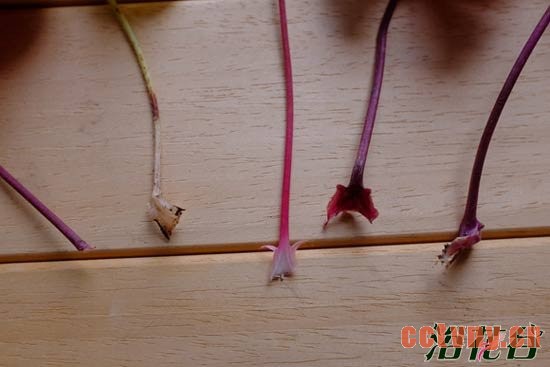 矾根扦插繁殖之叶插