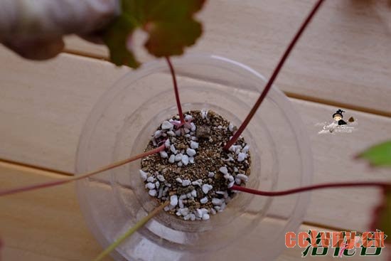 矾根扦插繁殖之叶插