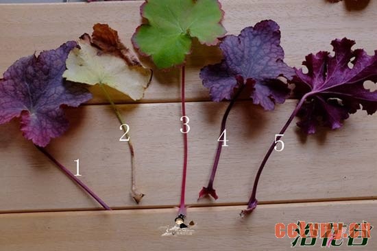 矾根扦插繁殖之叶插