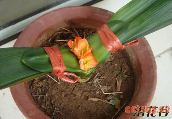 君子兰夹箭的紧急处理