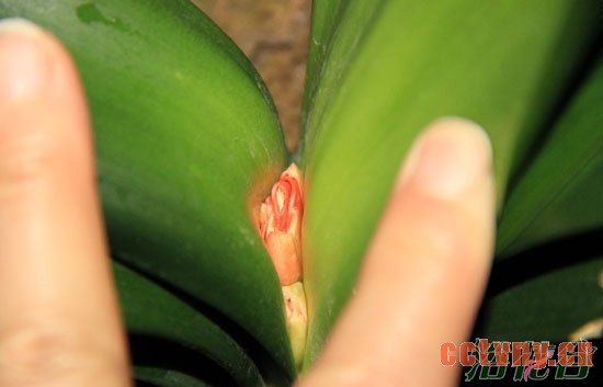 君子兰夹箭的紧急处理