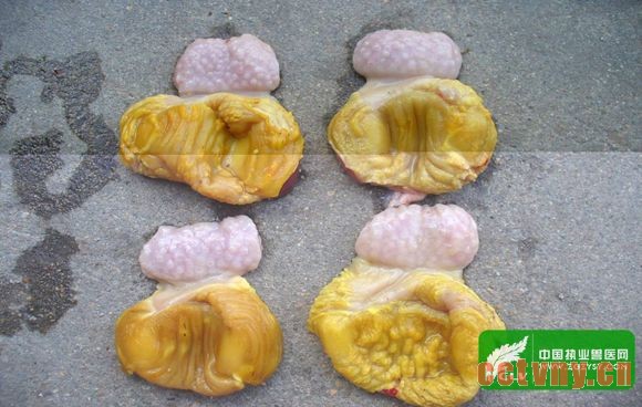 腺胃肌胃肿胀坏死