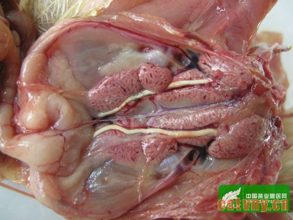 法氏囊萎缩、肾肿