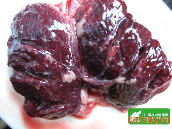 肺水肿出血坏死