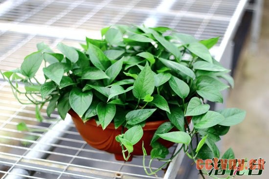 绿萝可以放在卧室吗