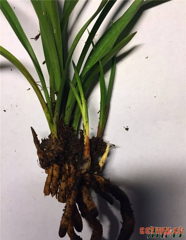 兰花激素草怎样分辨(图)