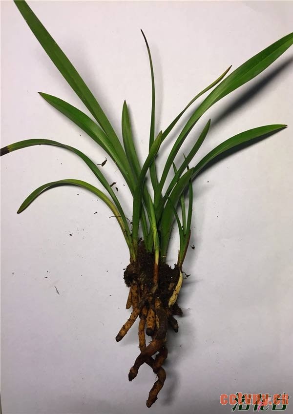 兰花激素草怎样分辨(图)