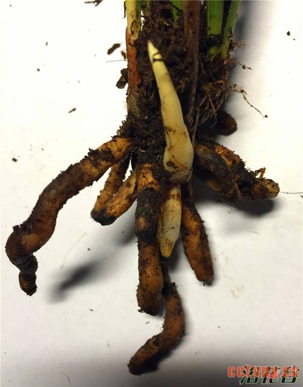 兰花激素草怎样分辨(图)