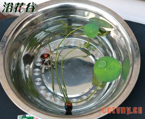 碗莲种子发芽后怎么办