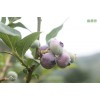 潍坊采摘园7月初试营业周末去哪儿青州蓝溪谷蓝莓采摘