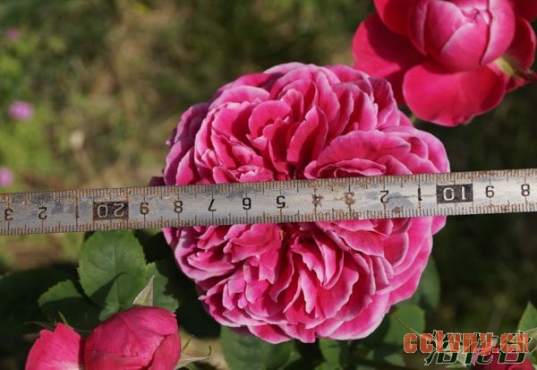 日本玛丽玫瑰的养护心得