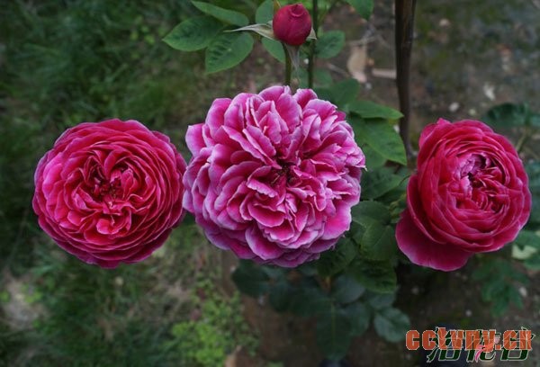 日本玛丽玫瑰的养护心得