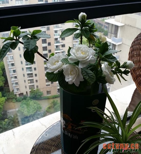 栀子花水培方法(开花全过程)