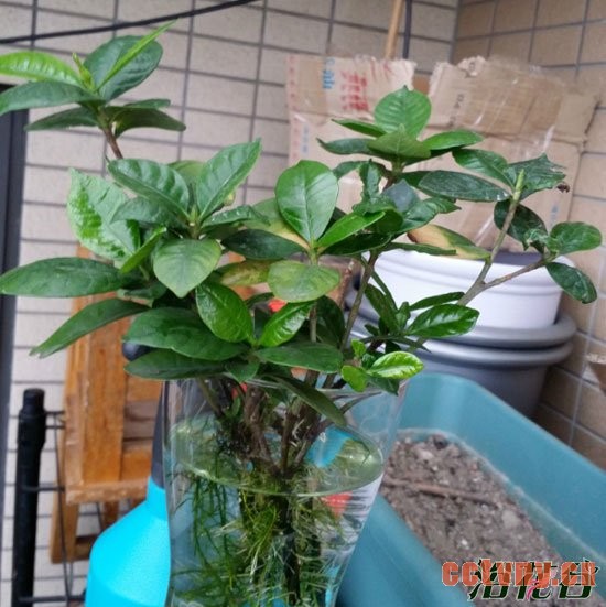 栀子花水培方法(开花全过程)