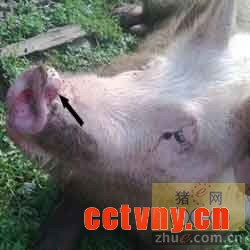 猪口蹄疫临床症状